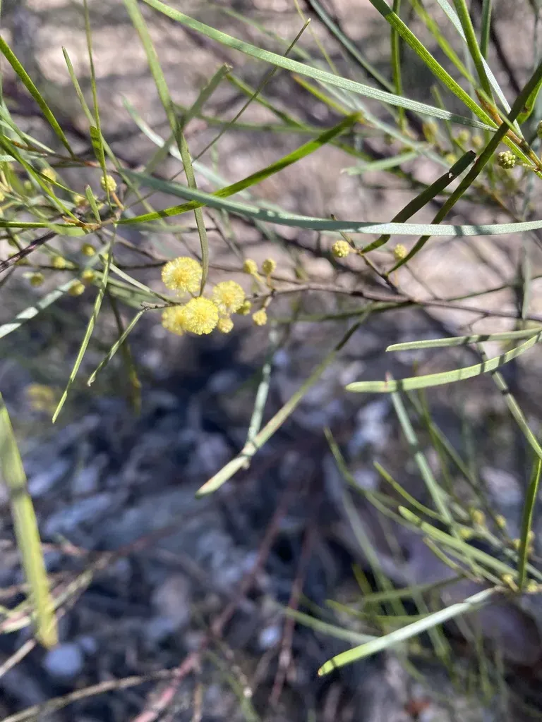 Wallangara Wattle