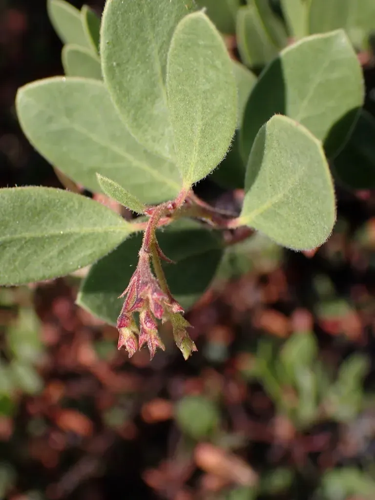 Baker's Manzanita