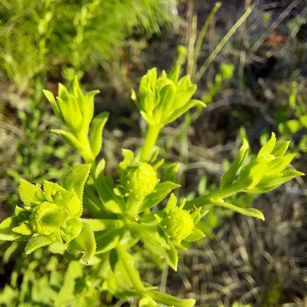 Pineland Goldenaster