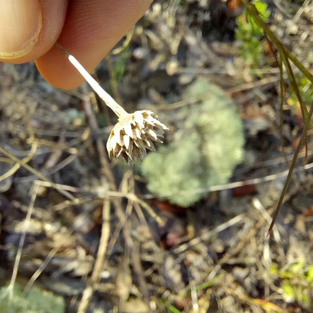 Chattahoochee False Foxglove