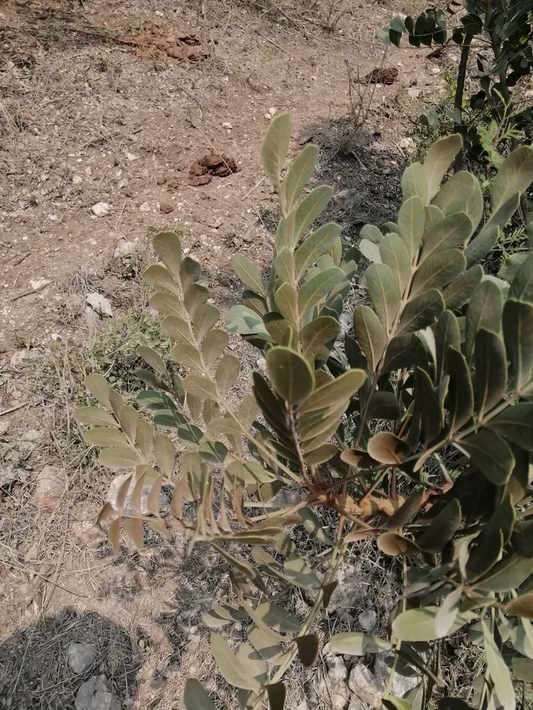 Pseudosmodingium Virletii