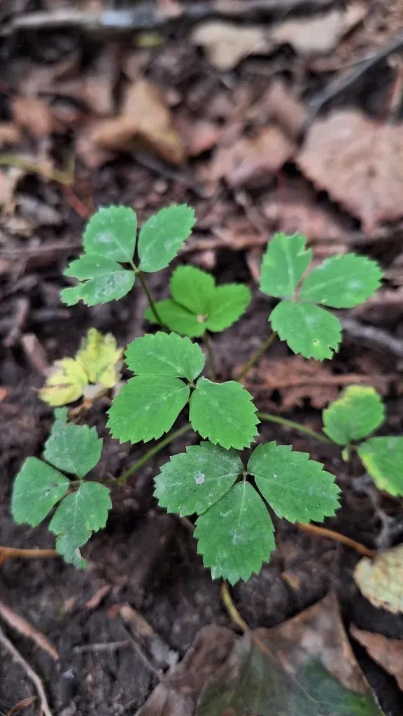Potentilla Centigrana