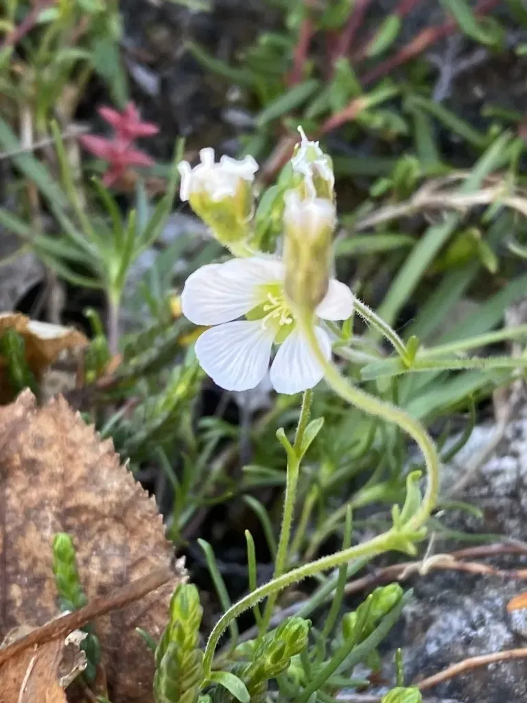 Arctic Stitchwort