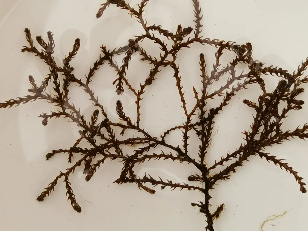 Neorhodomela Aculeata