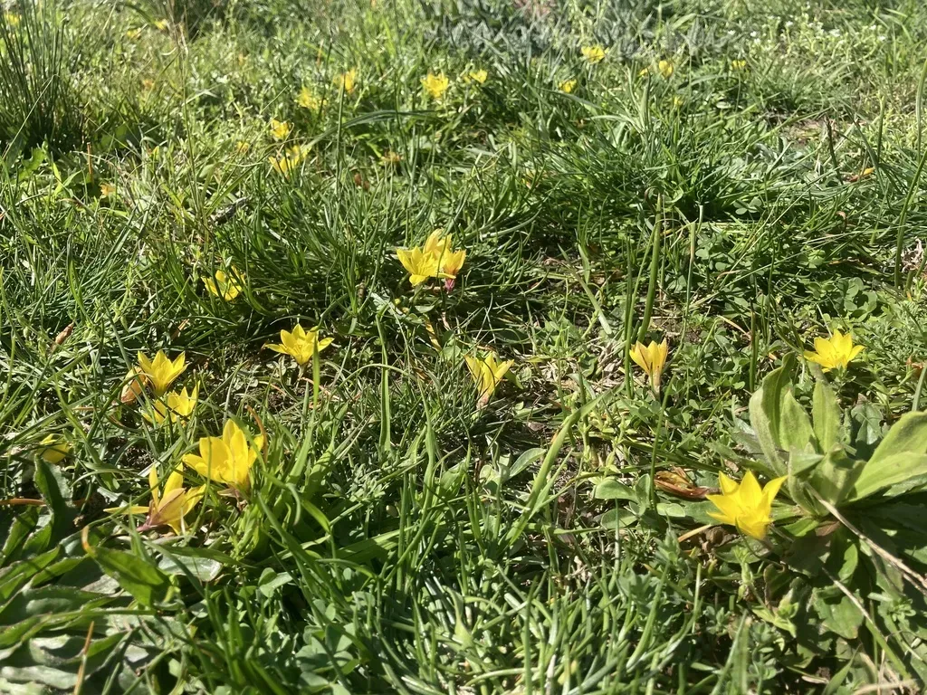 Zephyranthes Filifolia