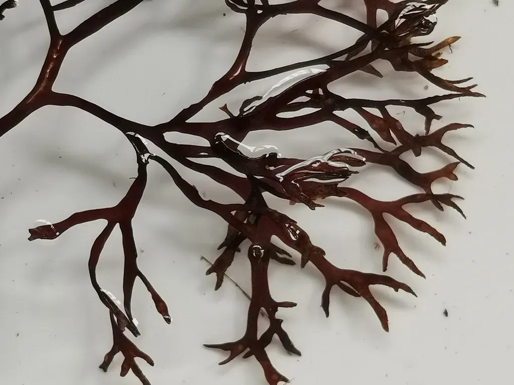 Ahnfeltiopsis Flabelliformis