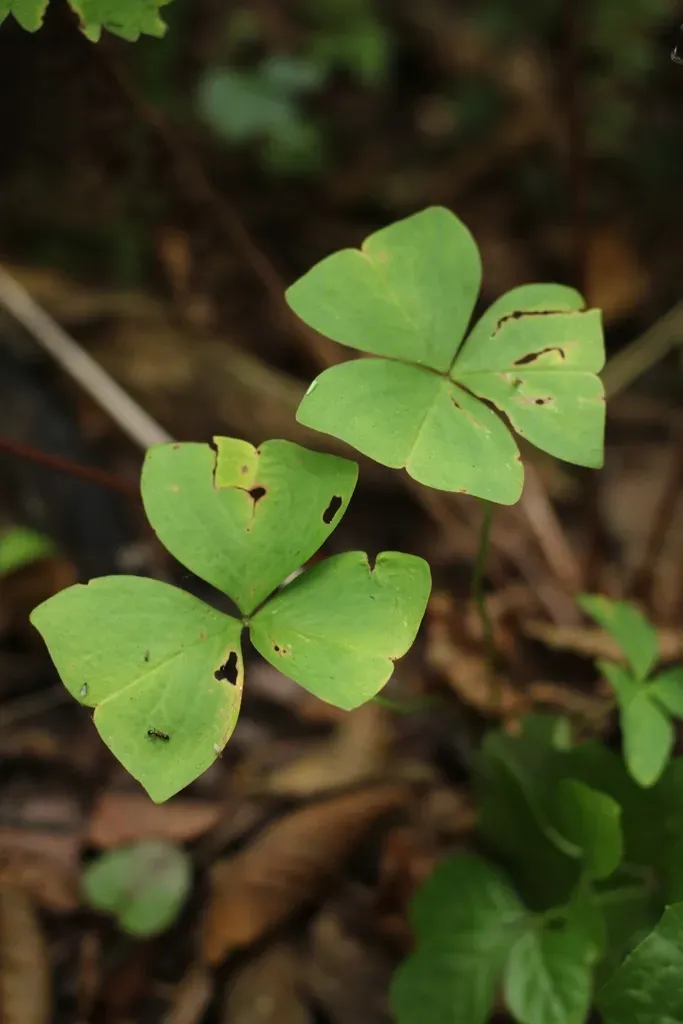 Oxalis Obtriangulata