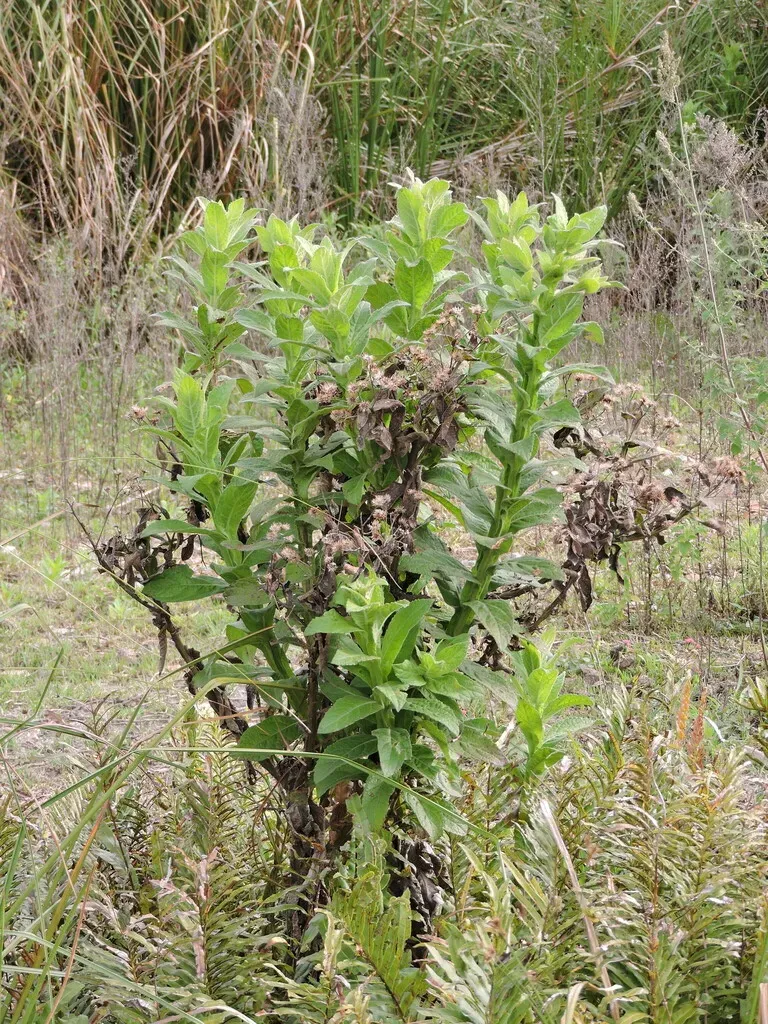 Pluchea Laxiflora