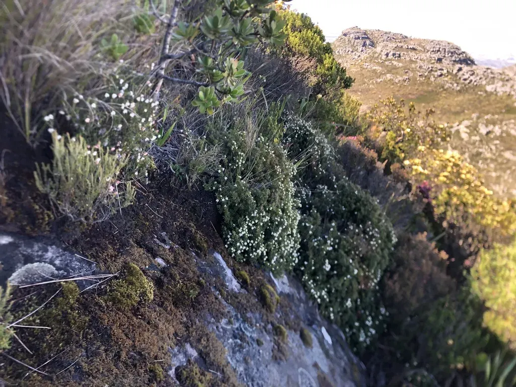 Leafstalk Heath