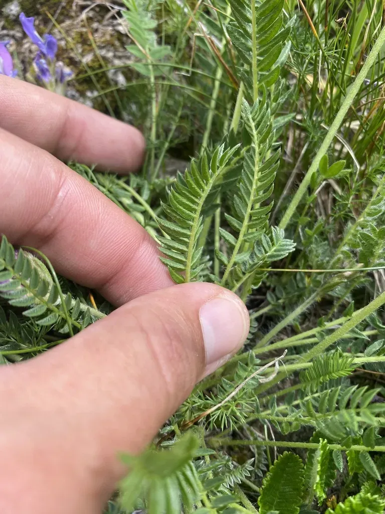 Oxytropis Lazica