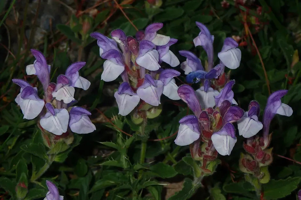 Alpine Skullcap