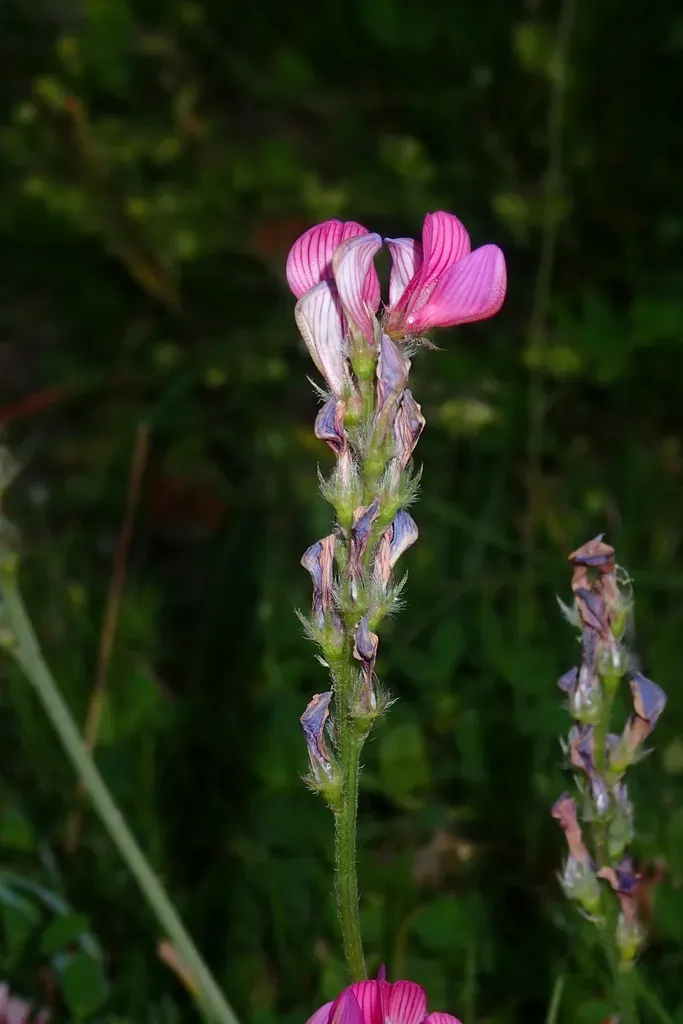 Mountain Sainfoin
