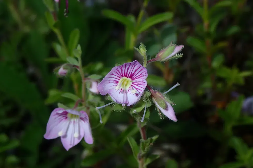 Rose Mountain Speedwell