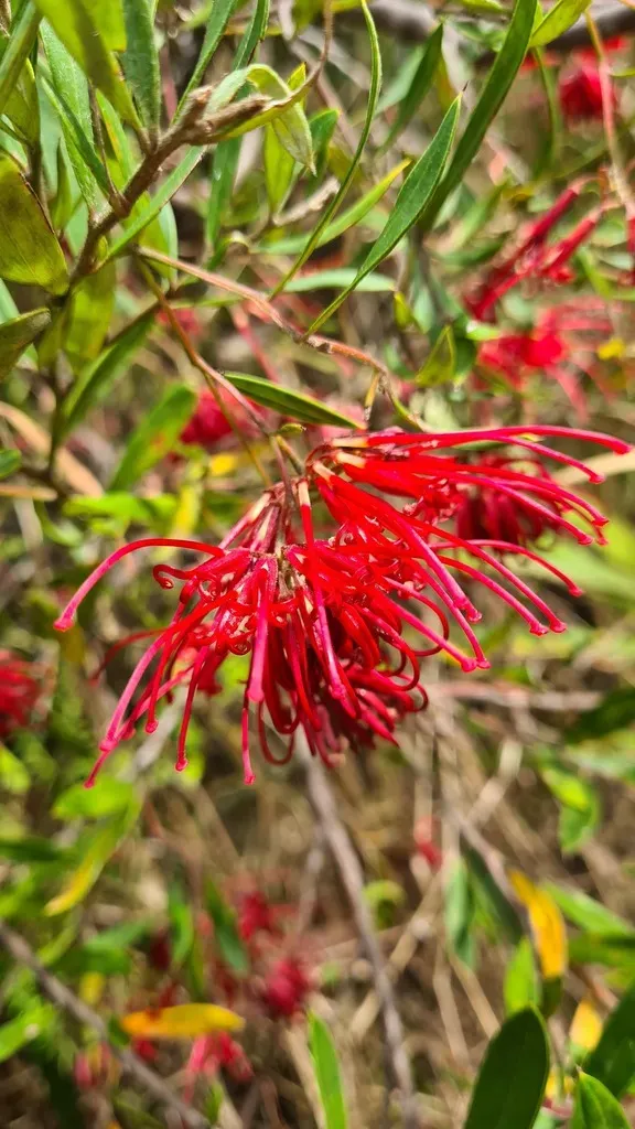 Red Spider Flower