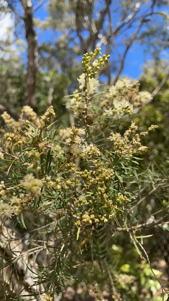 Flaxleaf Paperbark