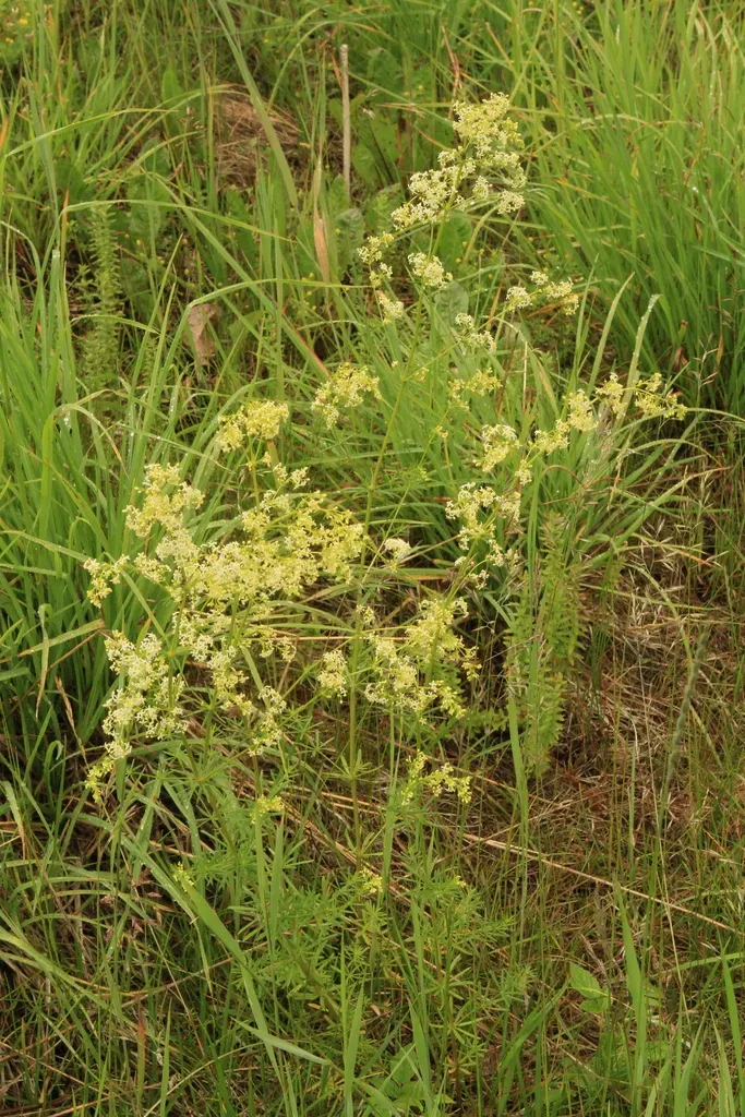 Galium × Pomeranicum