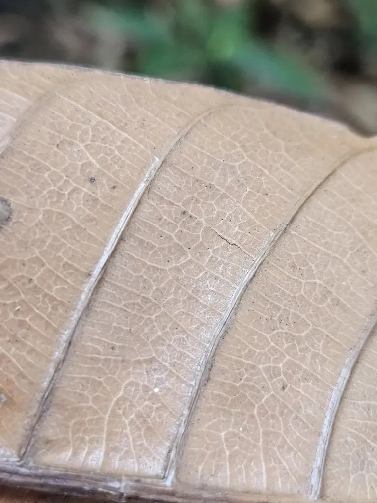 Melanochyla Auriculata