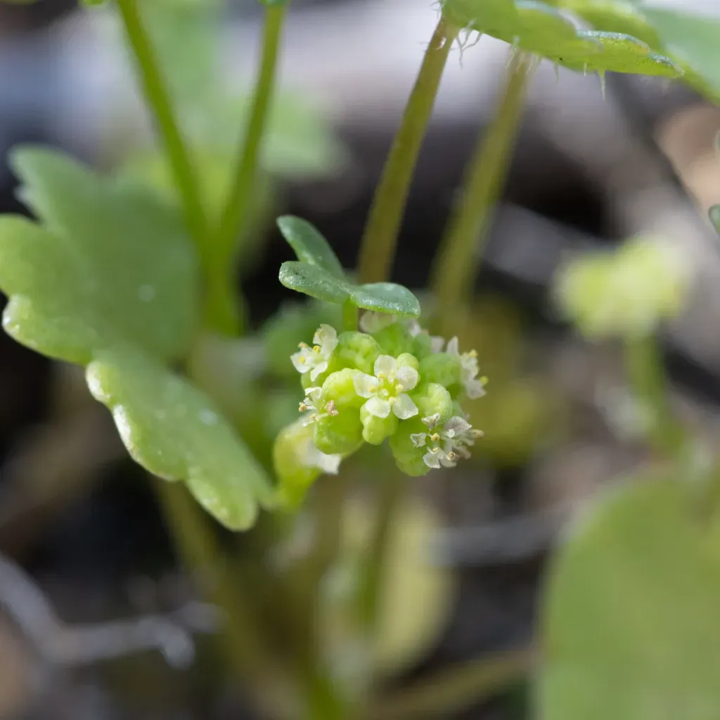 Hydrocotyle Intertexta