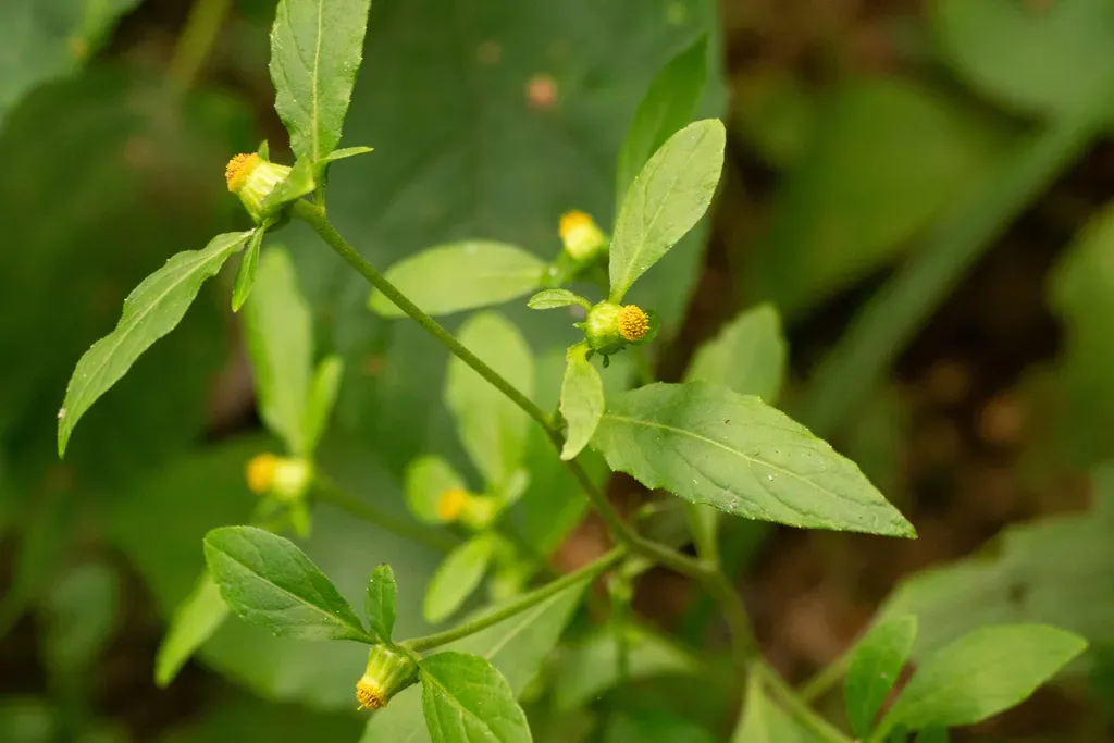 Carpesium Divaricatum