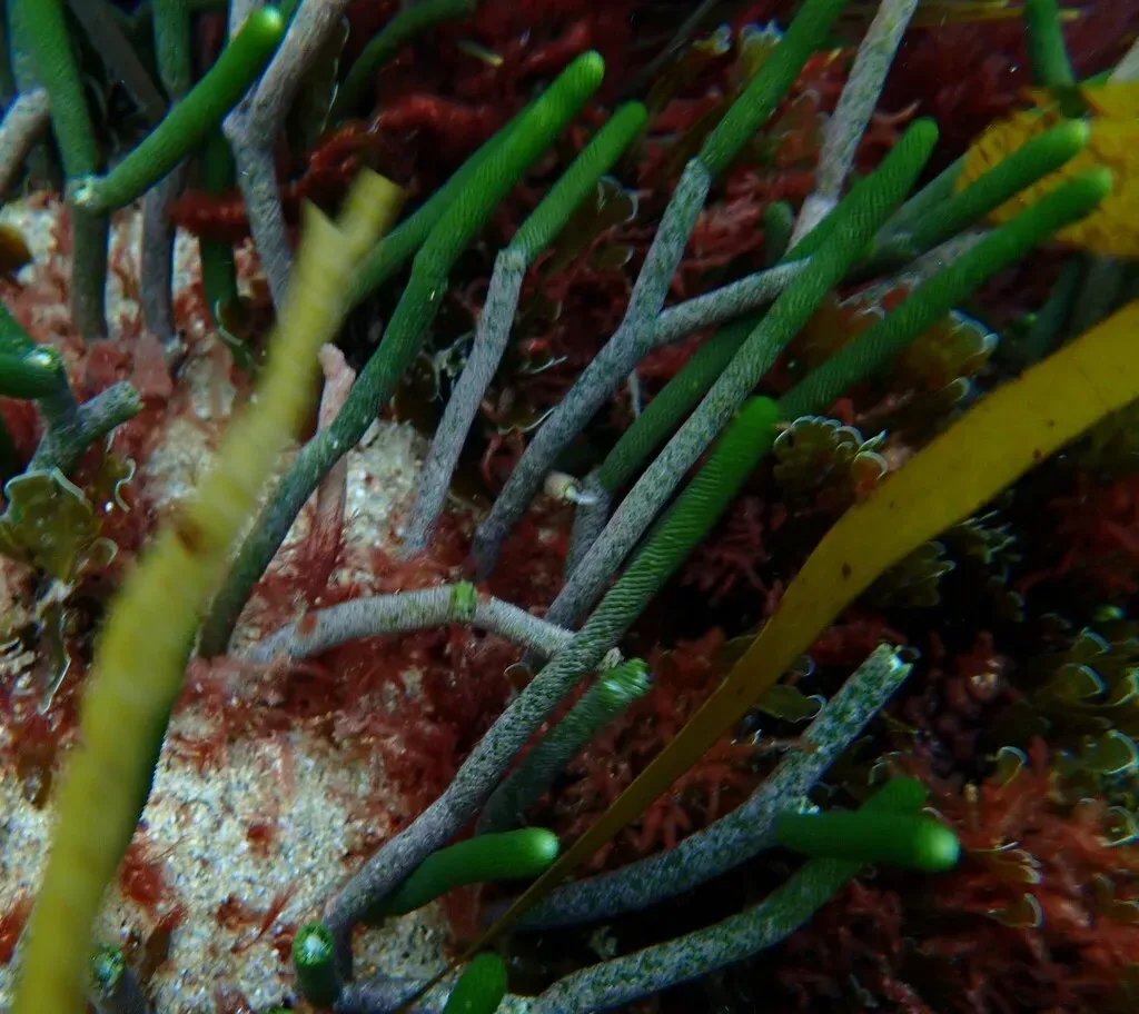 Caulerpa Simpliciuscula