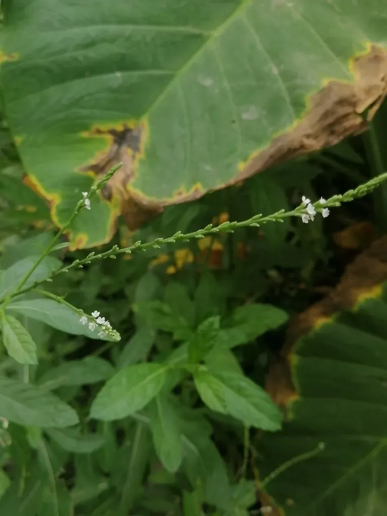 Verbena Longifolia