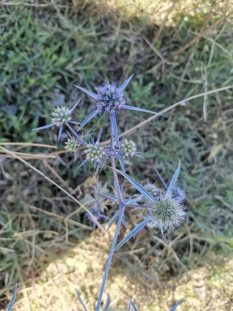 Eryngium Caeruleum