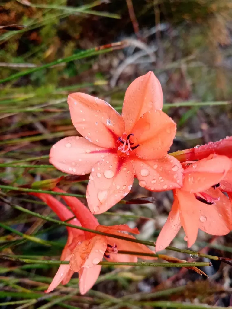 Narrowtube Watsonia