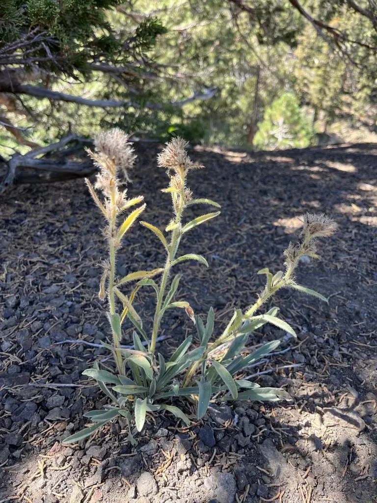 Subalpine Cryptantha