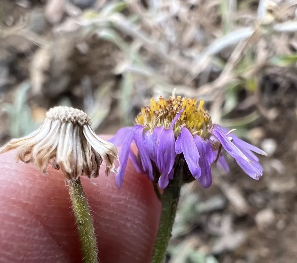 Clokey's Fleabane