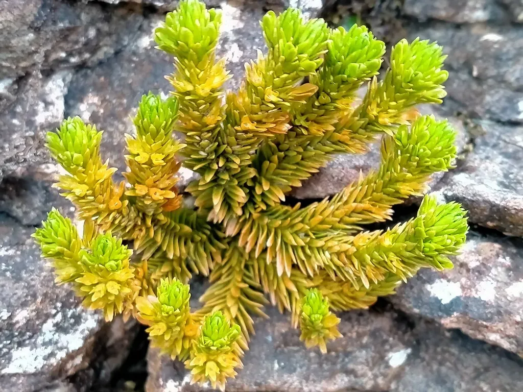 Huperzia Australiana