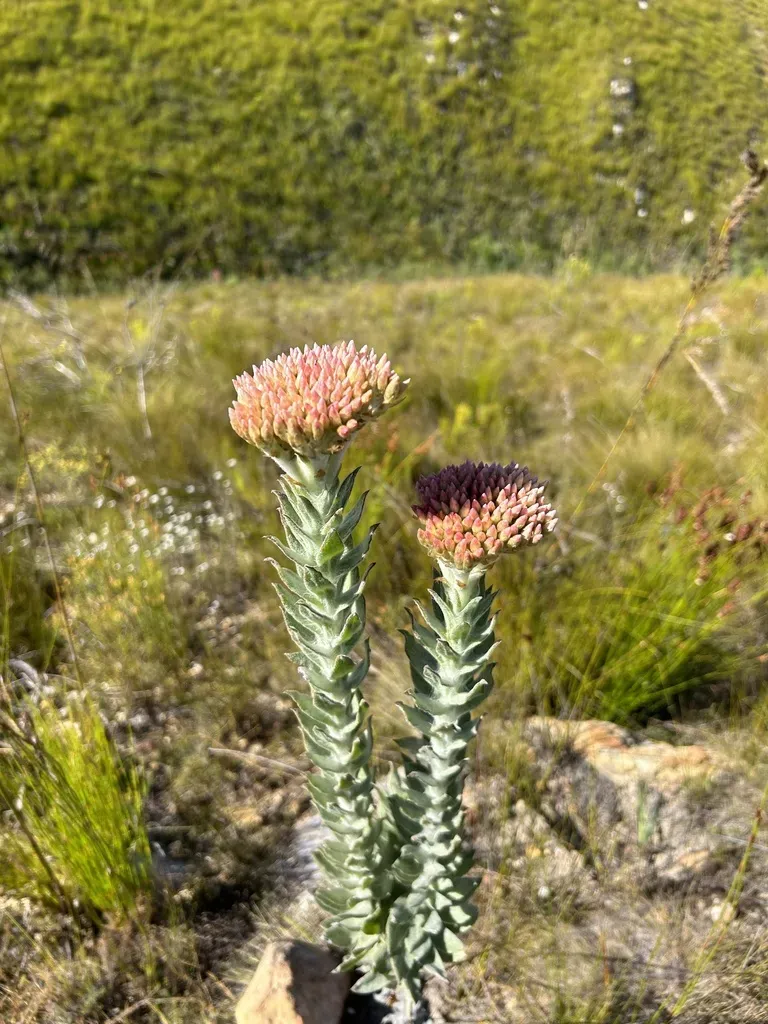 Clustered Everlasting
