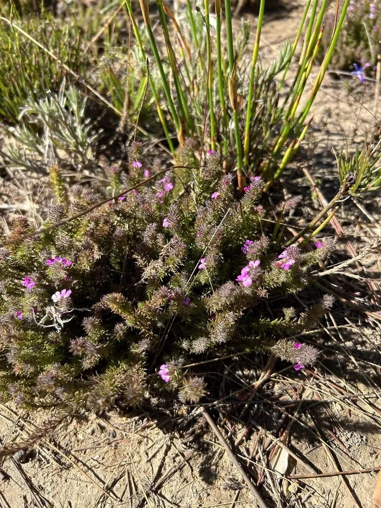 Spiderweb Purplegorse