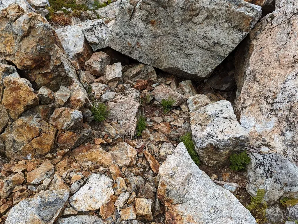 Cascade Parsley Fern