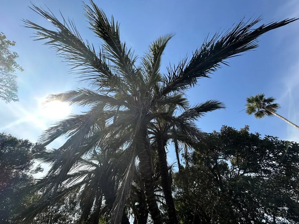 Mkambati Palm
