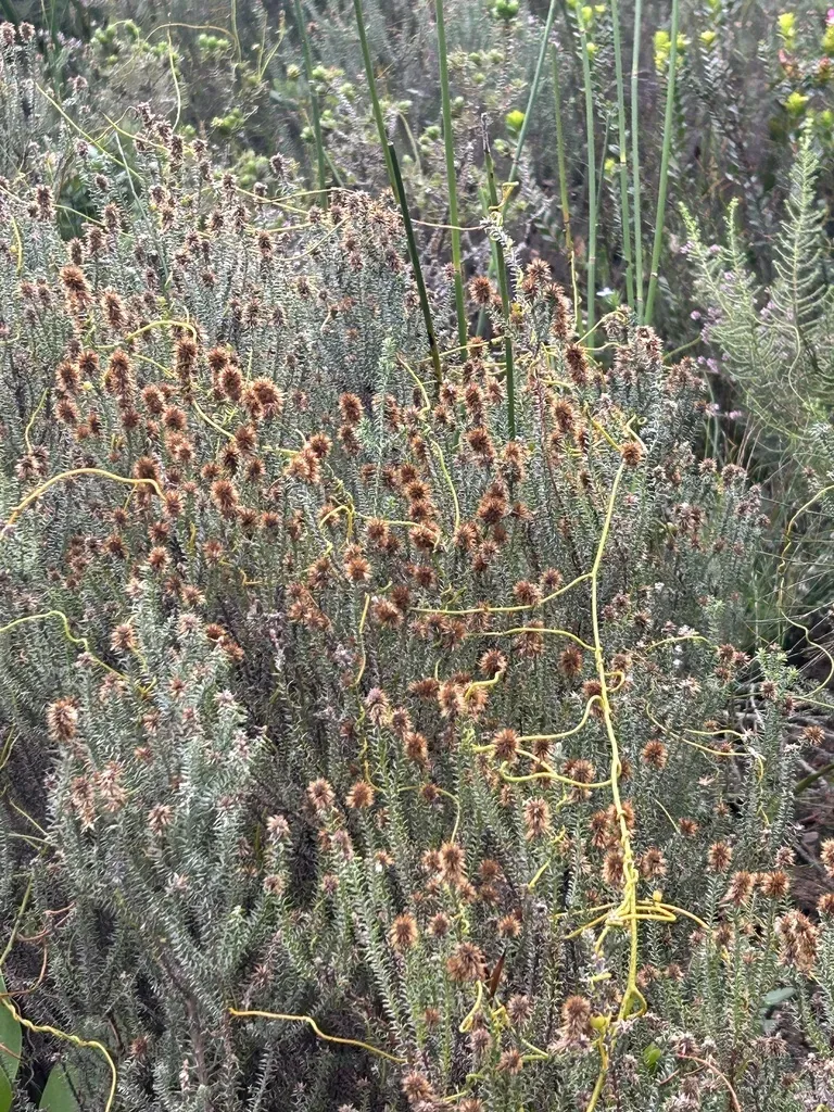 Ball Snakebush