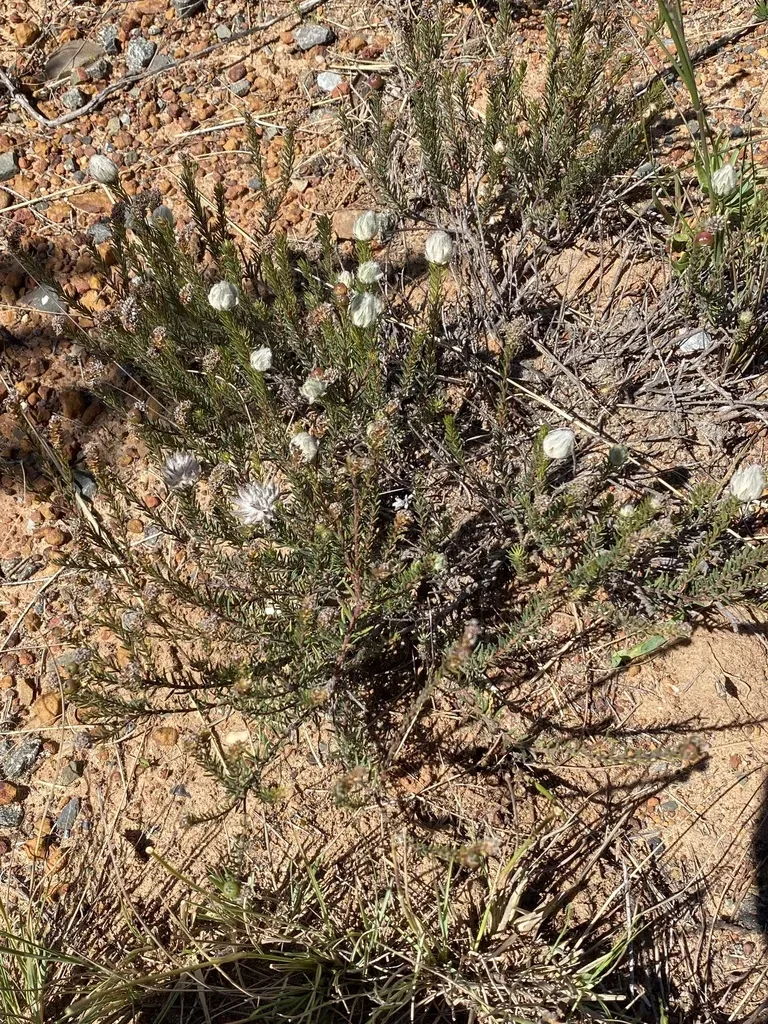 Bokkeveld Plumed Hardleaf