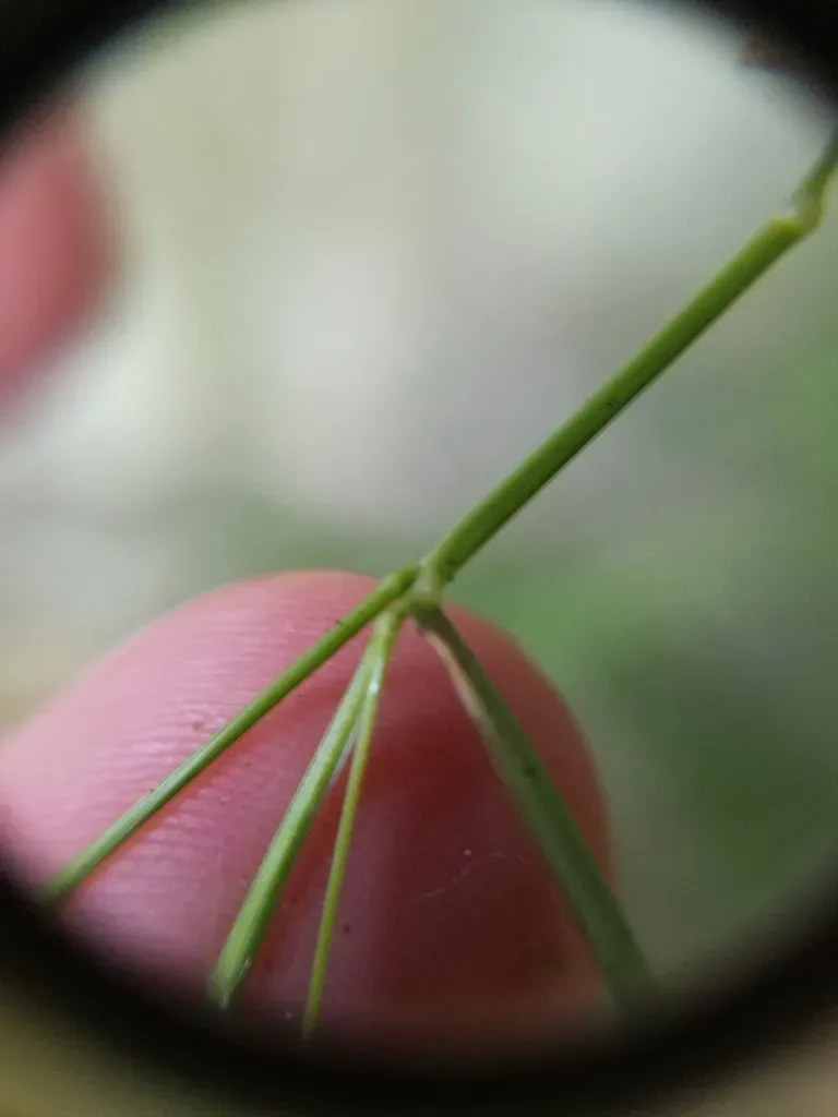 Forked Witchgrass