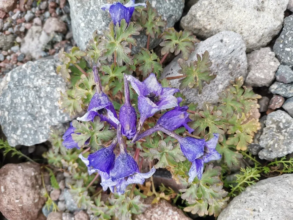 Delphinium Caucasicum