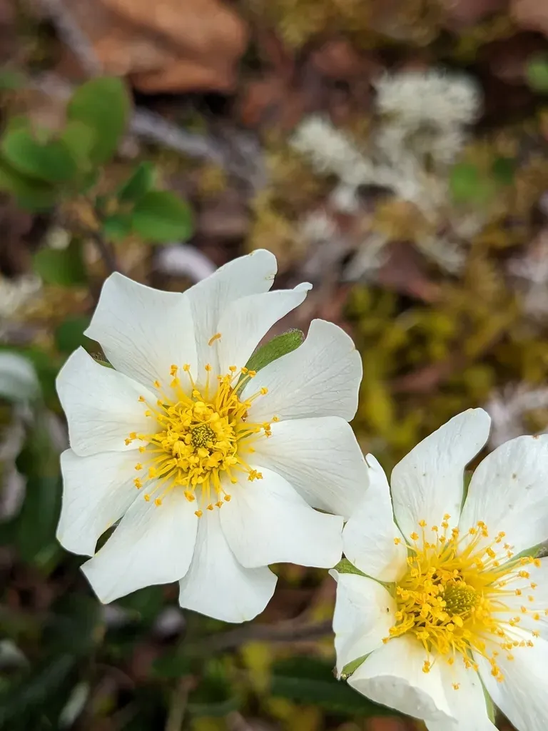 Alaska Mountain-avens