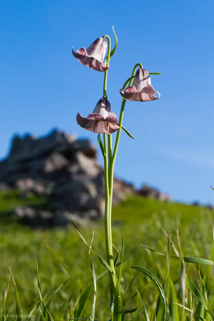Striped Adobe Lily