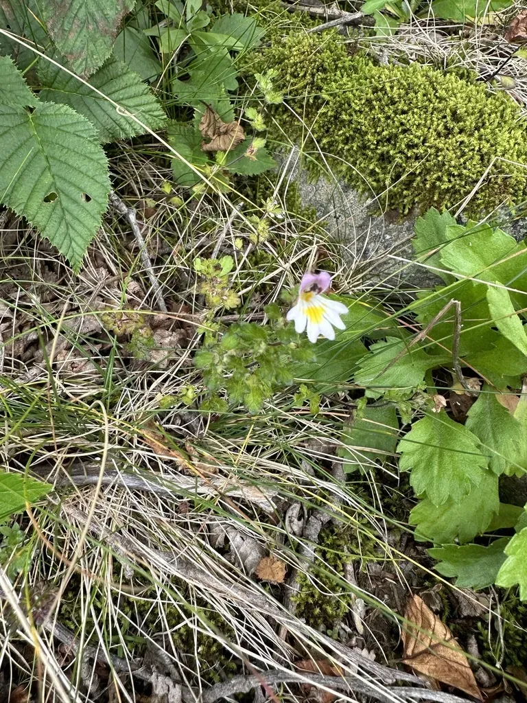 Euphrasia Matsumurae