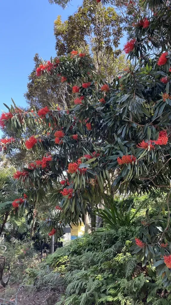 Queensland Tree Waratah