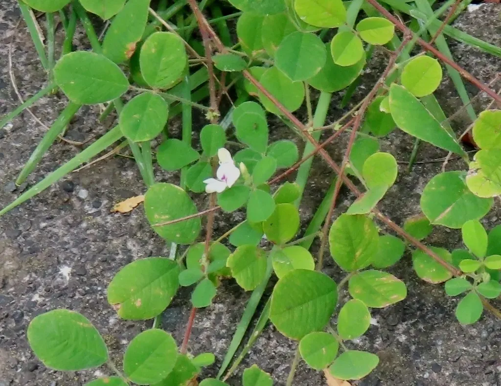Lespedeza Pilosa