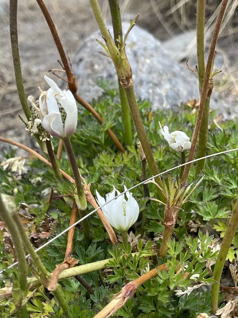Anemone Thomsonii