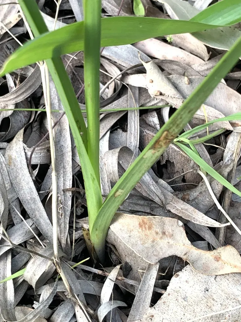 Dunsborough Donkey Orchid