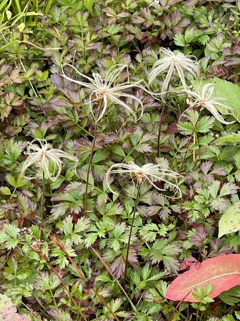 Aleutian Avens