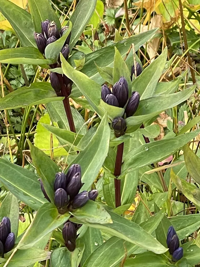 Gentiana Triflora