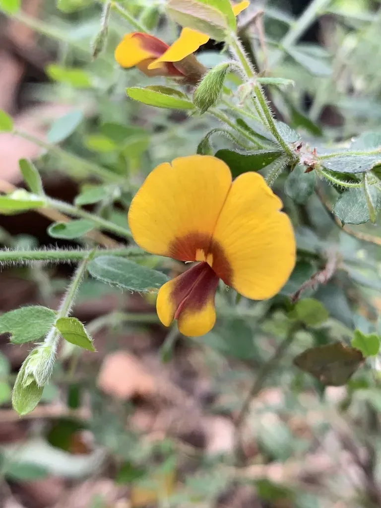 Bossiaea Disticha