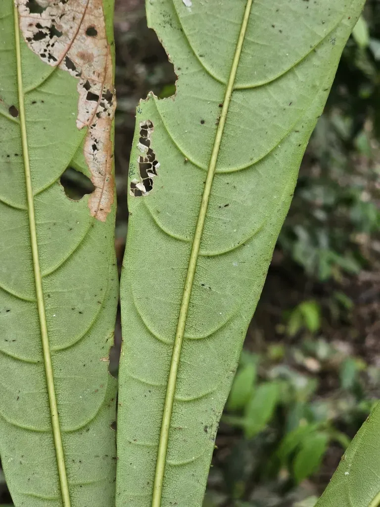 Teijsmanniodendron Pteropodum