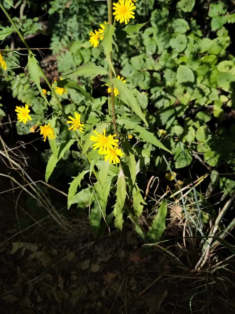 Smooth Hawkweed